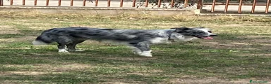 Border Collie Cucciolo 4