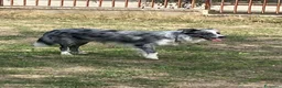 Border Collie cani in vendita: Cuccioli di border collie ( bordercollie) - Annuncio 11