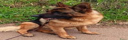 Pastore Tedesco cani in vendita: PASTORI TEDESCHI - Annuncio 32