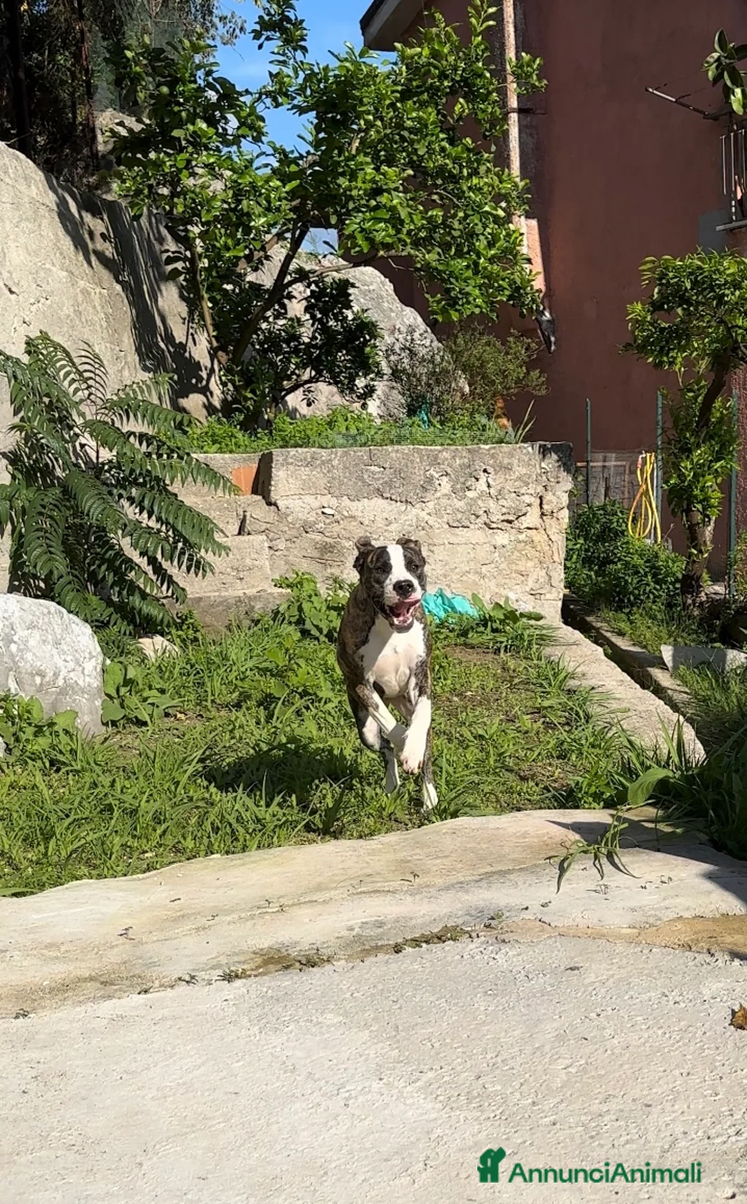 Pitbull cani in vendita: ULTIMI Cuccioli American Pitbull Terrier UKC  - Annuncio 2