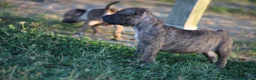 Pitbull cani in vendita: Cuccioli Pit Bull con pedigree anche a rate - Annuncio 36