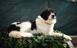Altre razze cani in regalo: Panda in adozione - Immagine 2