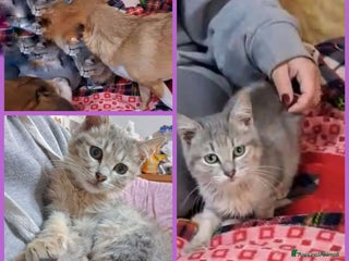 Europeo gatti GATTI E GATTINI - Annuncio 37