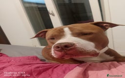 Pitbull cani in regalo: Affettuoso - Immagine 4