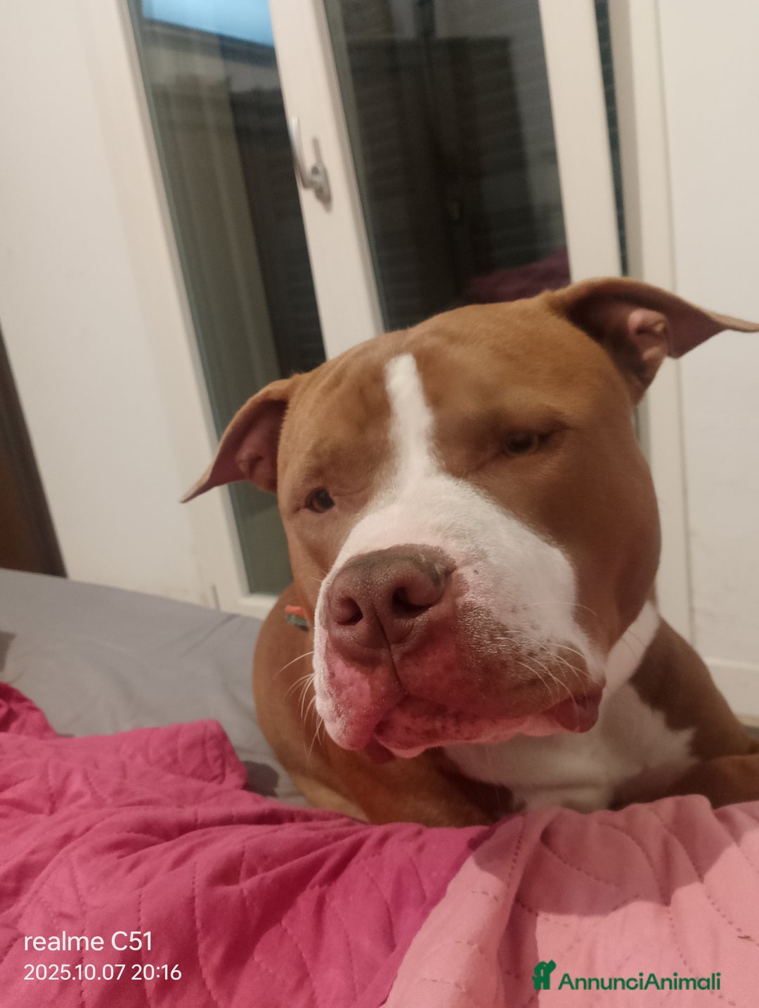 Pitbull cani in regalo: Affettuoso - Immagine 4