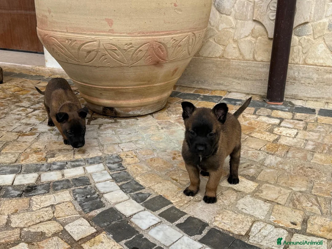 Pastore Belga cani in vendita: Splendidi cuccioli di Pastore Belga Malinois  - Annuncio 18