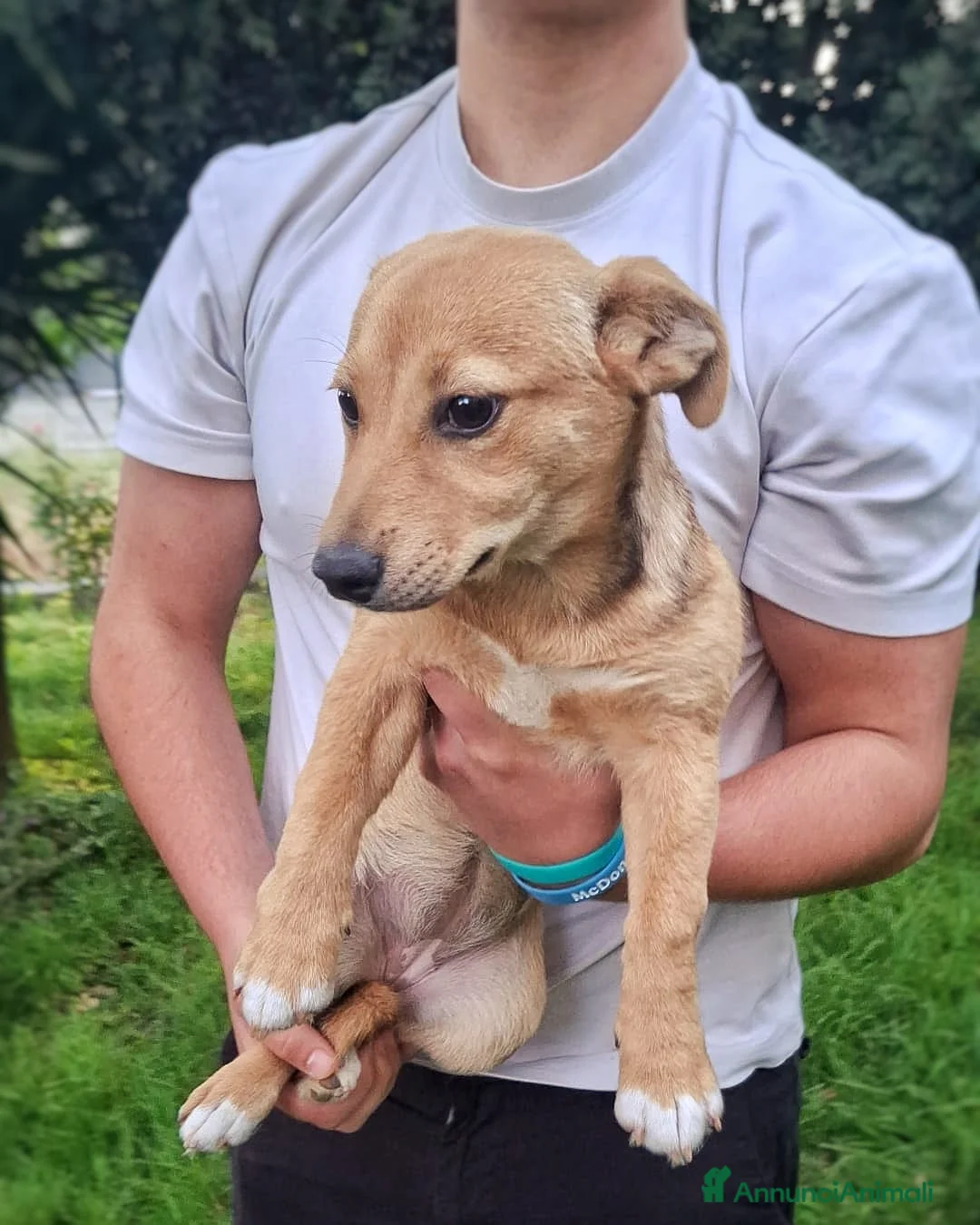 Meticcio cani in regalo: GOCCIOLA 🩷 taglia piccola. Cuore gigante. a Provincia di Padova - Annuncio 5