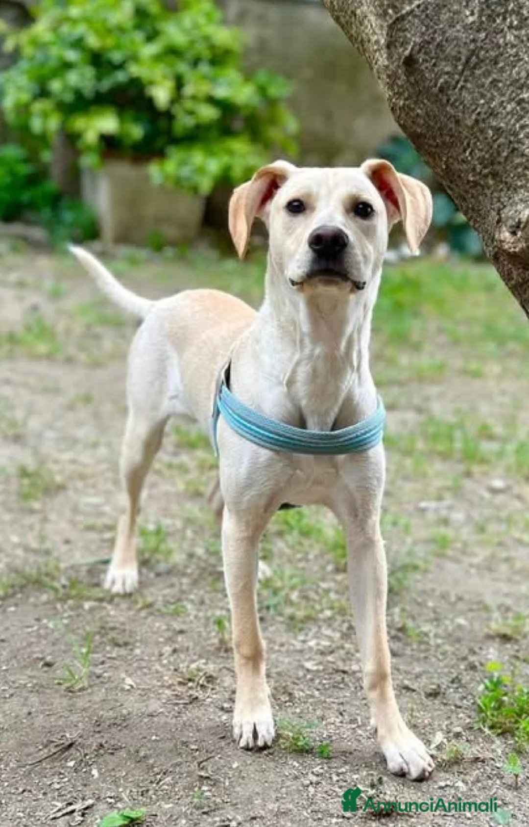 Meticcio cani in regalo: Milo tutto orecchie - Annuncio 2