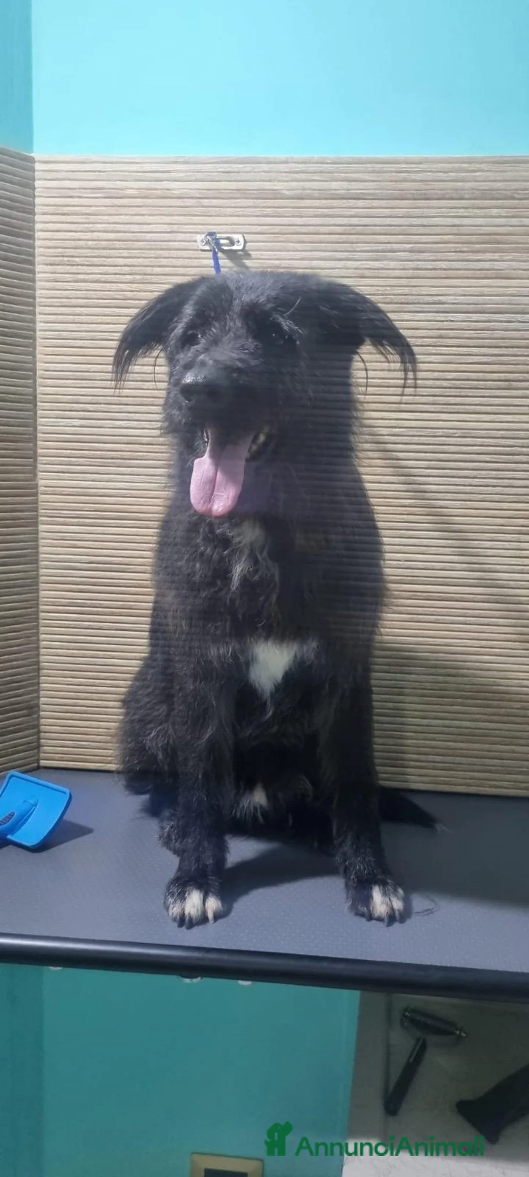 Meticcio cani in regalo: 2 fratelli mix Spinoni adulti salvati da 1lagerSUD a Città metropolitana di Milano - Annuncio 2