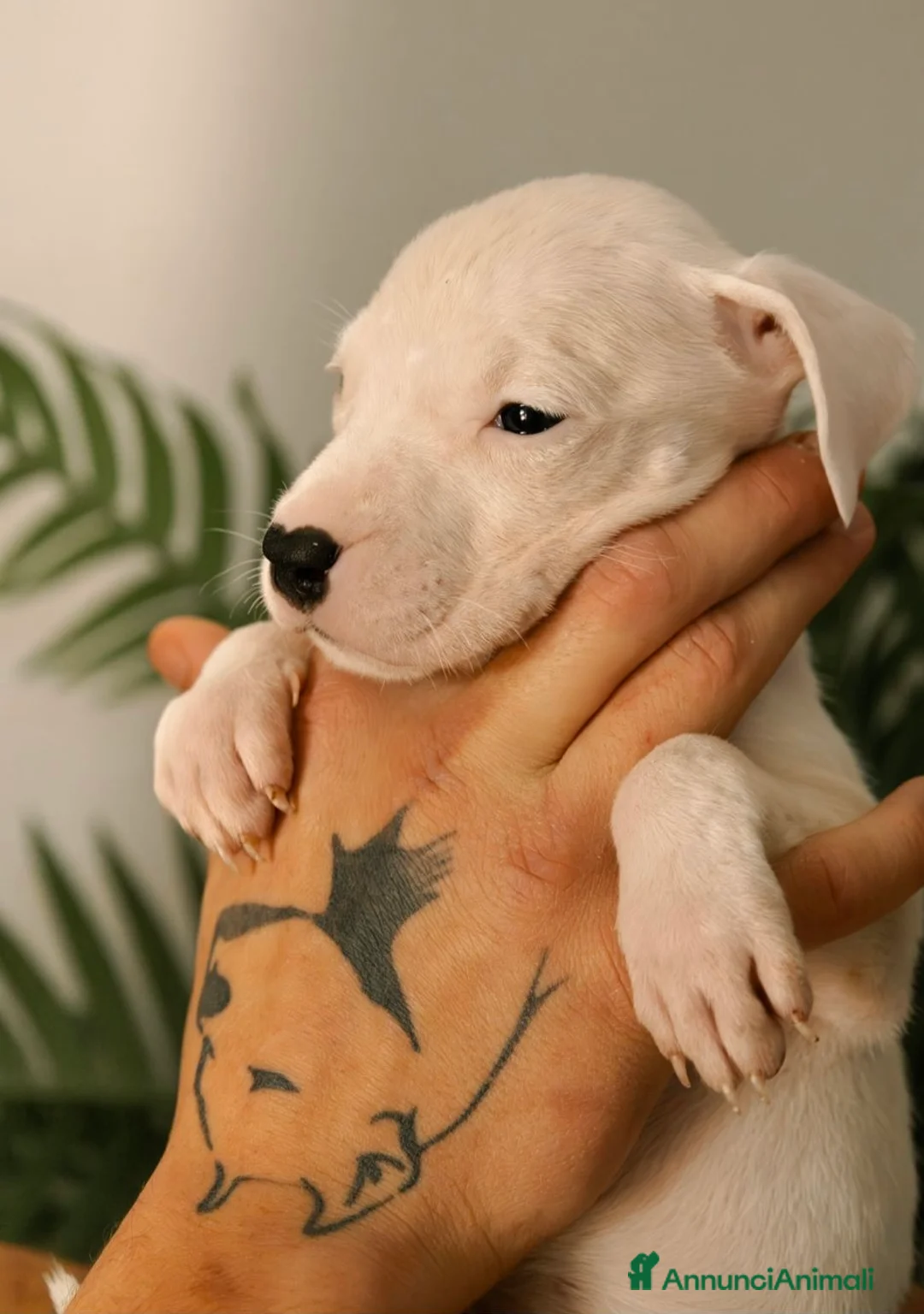 Dogo Argentino cani in vendita: CUCCIOLI DI DOGO ARGENTINO - Annuncio 8