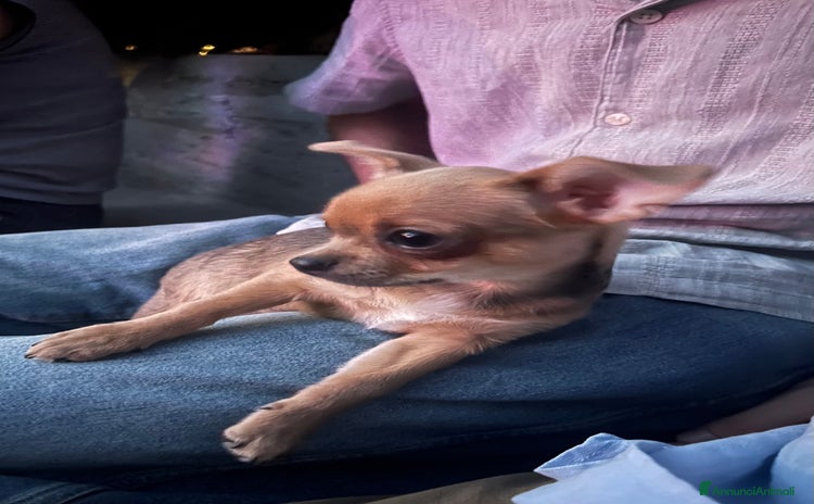 Chihuahua cani a Provincia di Reggio Emilia - Annuncio 5