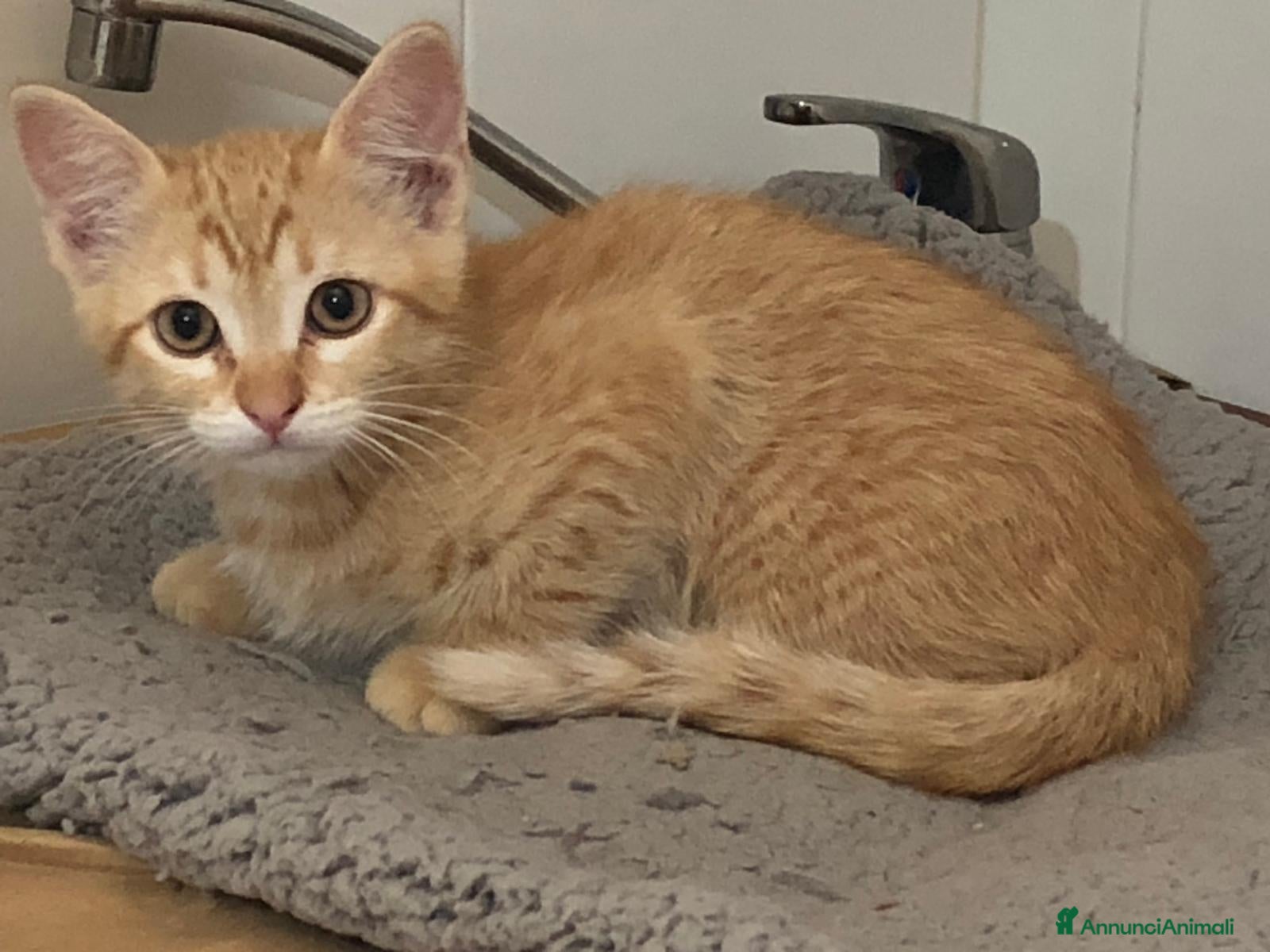 Meticcio gatti Gattina Rossa (Ginger) per donazione gratuita - Annuncio 1