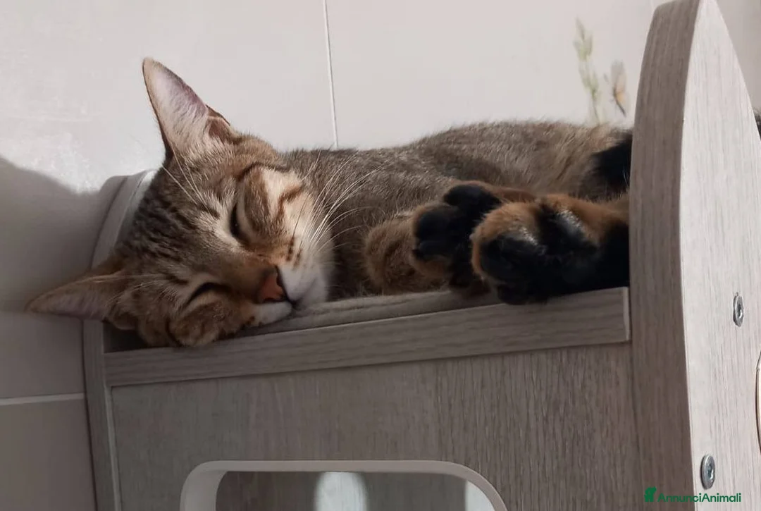 Europeo gatti in regalo: Tenero micino da adottare, JAMES! - Annuncio 3