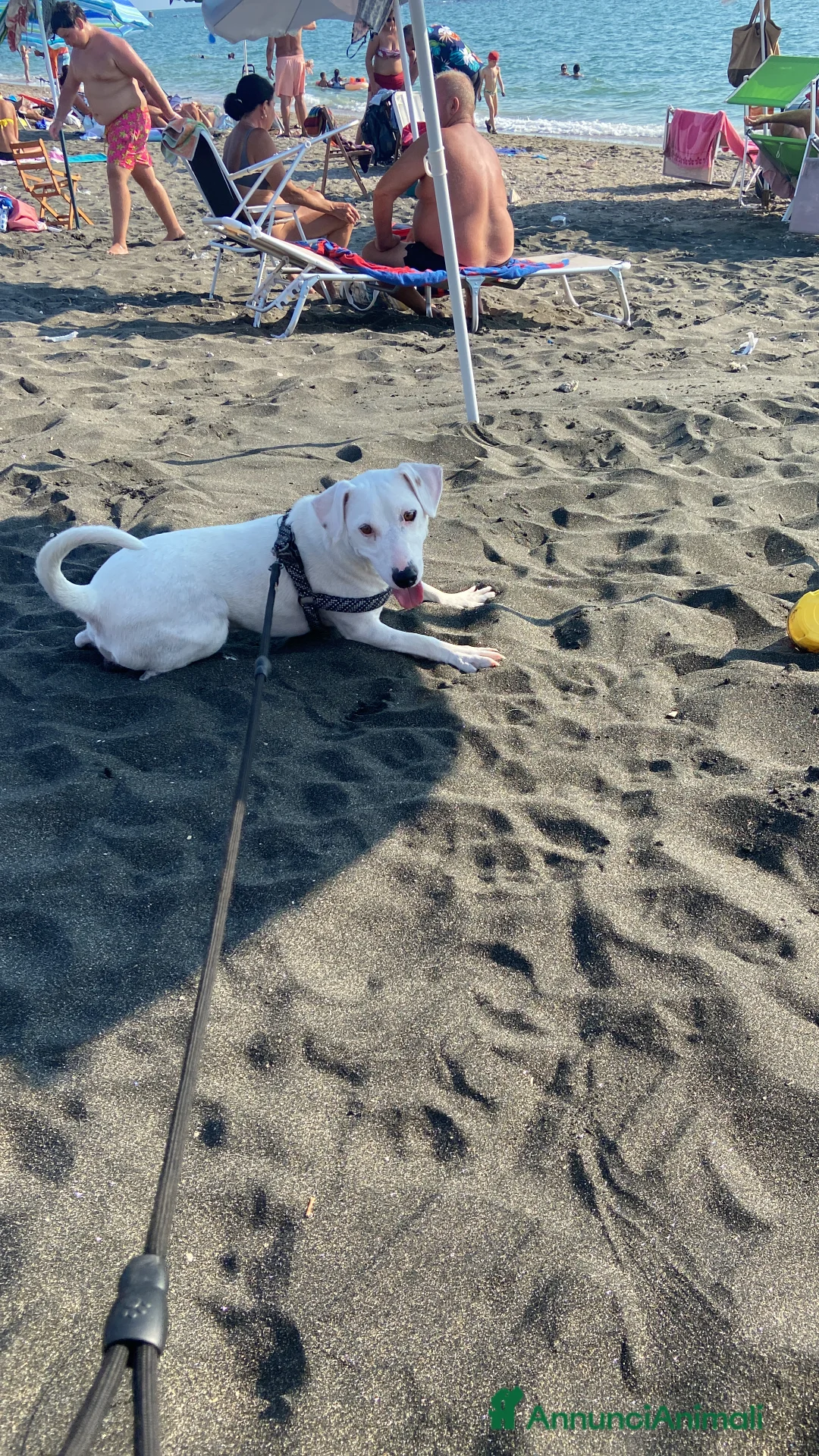 Jack Russell cani in regalo: Cerco una famiglia degna per il mio jack - Annuncio 5