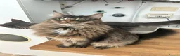 Maine Coon gatti in vendita: Maschio Maine coon in vendita  a Provincia di Brindisi - Annuncio 2