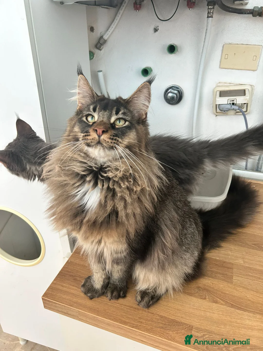 Maine Coon gatti in vendita: Maschio Maine coon in vendita  a Provincia di Brindisi - Annuncio 2