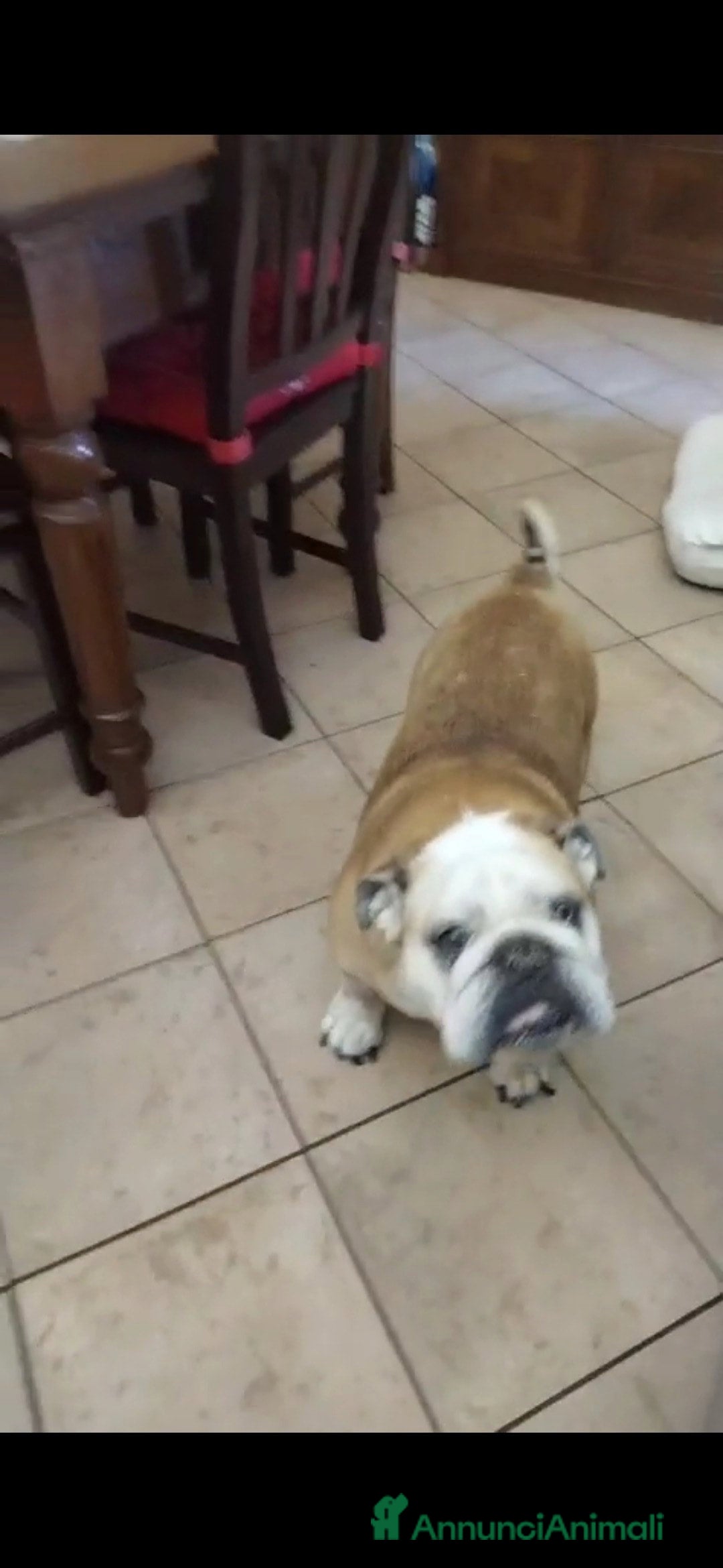 Bulldog cani in regalo: NONNA SHAKIRA HA BISOGNO DI TE, IN ADOZIONE - Annuncio 3