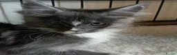 Maine Coon gatti in vendita: Cucciole di Maine Coon  - Annuncio 9
