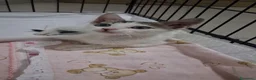Meticcio gatti in regalo: GATTINE TENERE E GATTA ADULTA - Annuncio 5