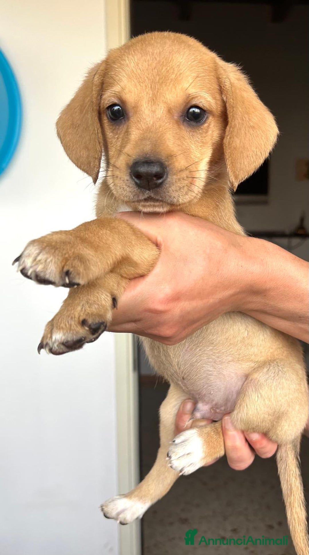 Altre razze cani in regalo: Milena ed i suoi fratellini cercano casa  a Città metropolitana di Roma Capitale - Annuncio 6