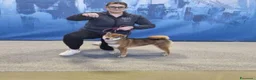 Shiba Inu cani in vendita: Cuccioli di shiba inu - 3 femminucce - - Annuncio 21