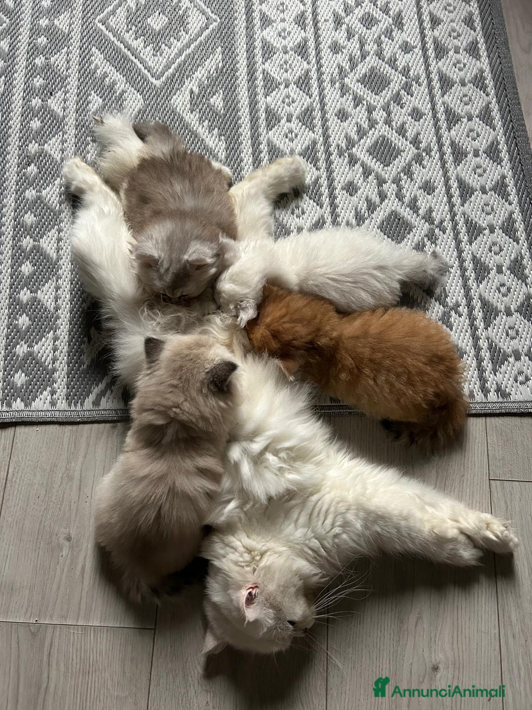 British gatti in vendita:  🩵Cuccioli British Longhair disponibili 🩵 - Annuncio 2