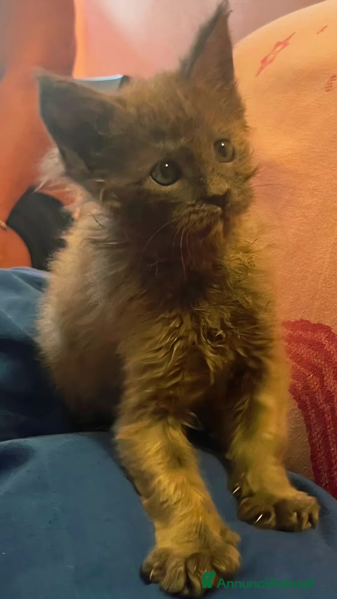 Maine Coon gatti in vendita: Cuccioli di Mainecoon  - Annuncio 18