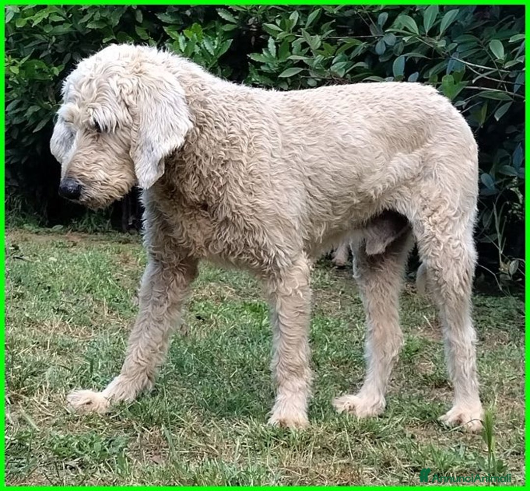 Meticcio cani in regalo: ALDO dolce e tranquillo! - Annuncio 6