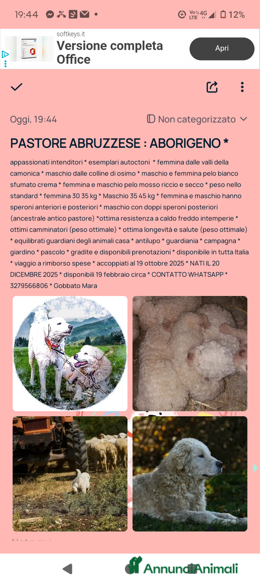 Pastore Maremmano cani in regalo: Cuccioli Pastore Abruzzese Ricci Speronati  - Annuncio 7