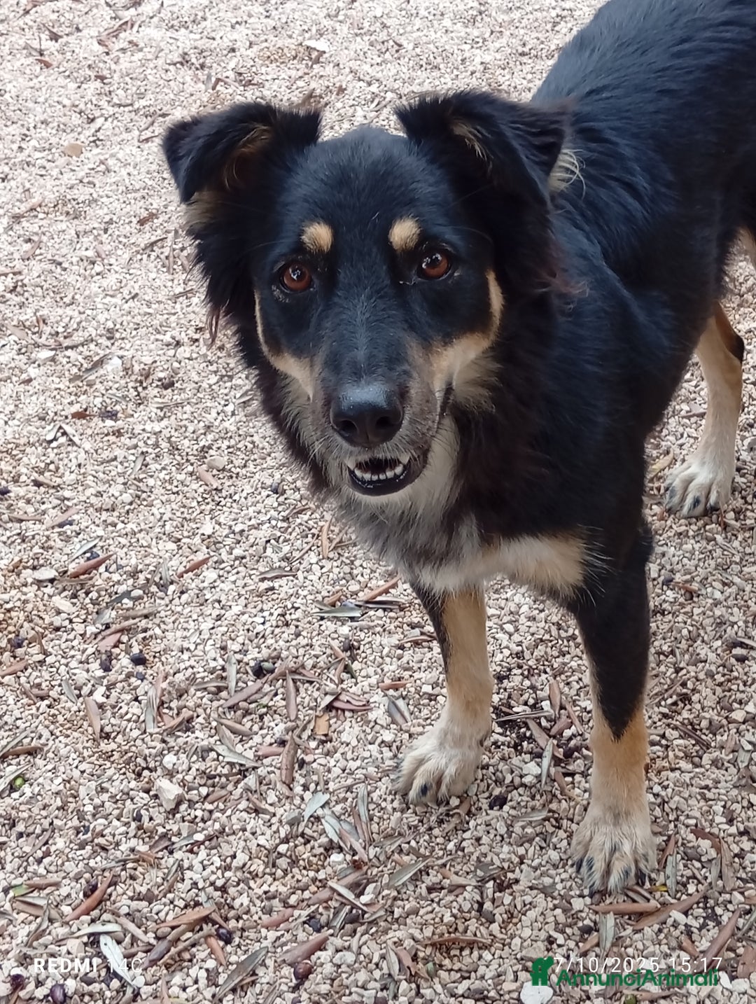 Meticcio cani in regalo: Eden 3 anni dal divano alla gabbia  - Annuncio 6