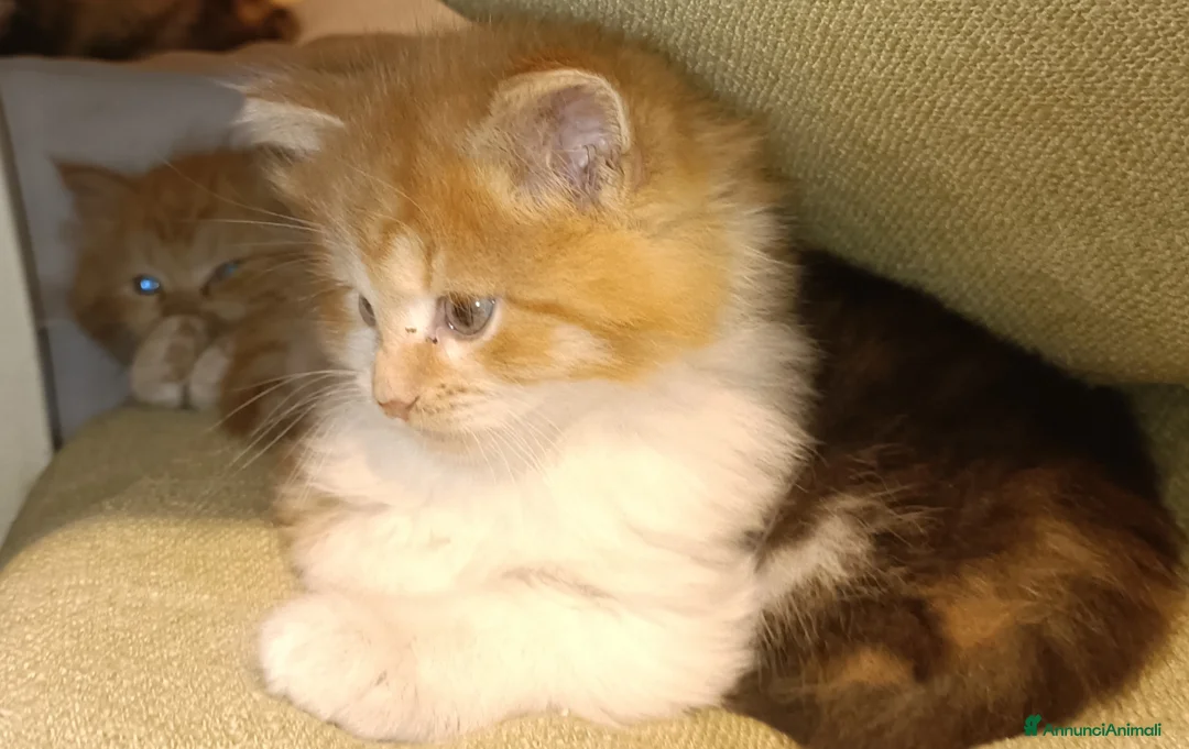 Siberiano gatti in vendita: Gattini siberiani  - Annuncio 3