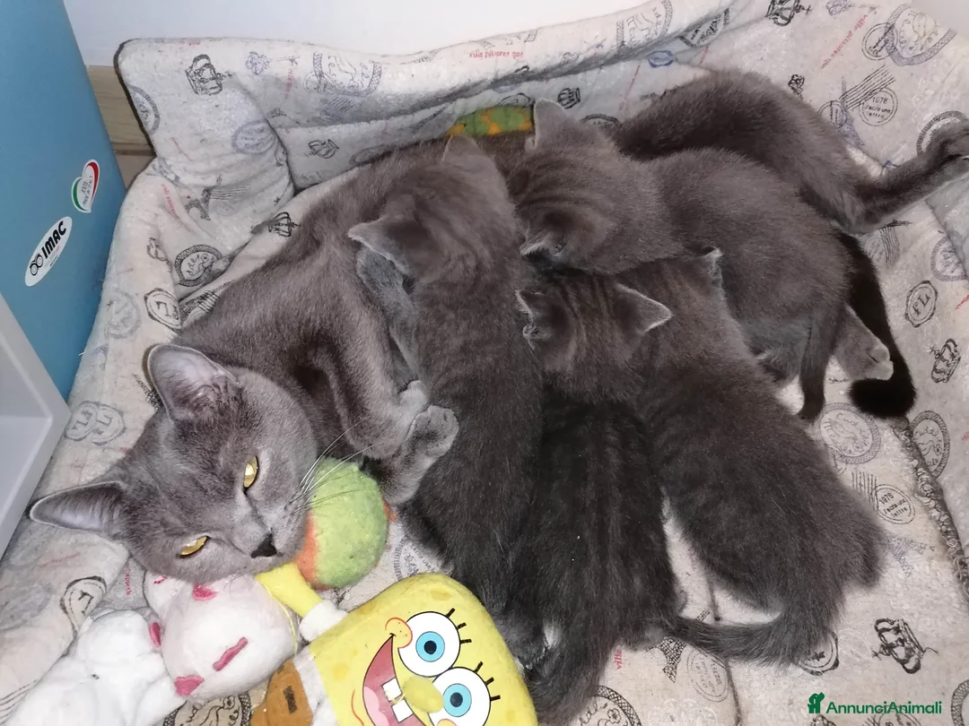 Immagine della galleria {{count}}