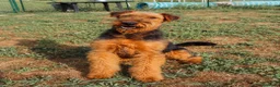 Airedale Terrier cani in vendita: Cucciolone di airedale terrier  - Annuncio 4