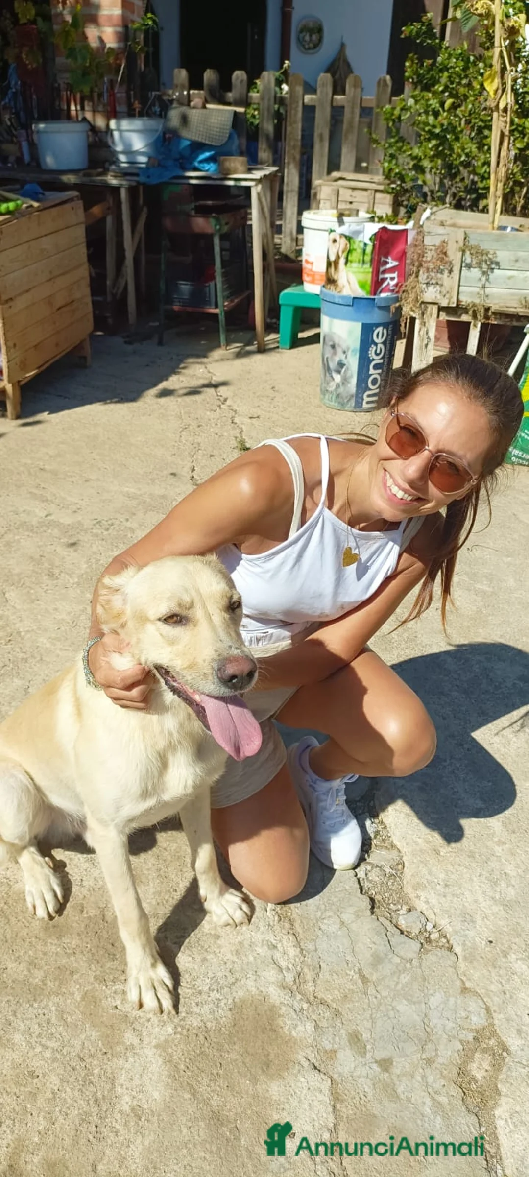 Meticcio cani in regalo: 2 anni circa, simil Labrador, 18 kg. dolce, buono - Annuncio 2