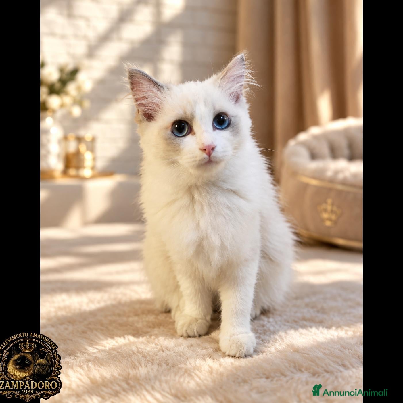 Ragdoll gatti Ragdoll femmina bicolor  - Annuncio 11