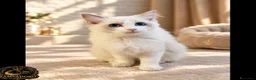 Ragdoll gatti in vendita: Ragdoll femmina bicolor  - Annuncio 1
