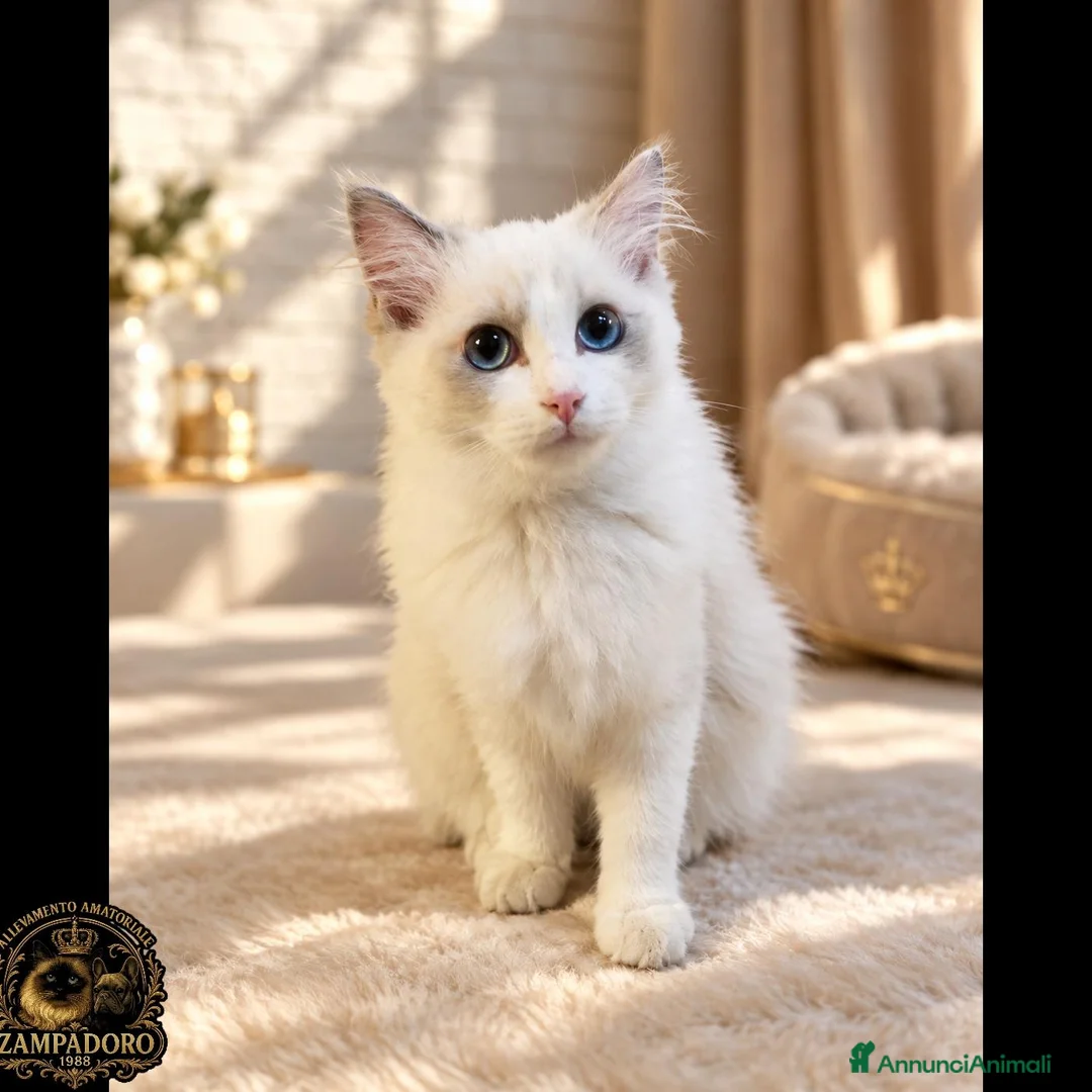 Ragdoll gatti in vendita: Ragdoll femmina bicolor  - Annuncio 1