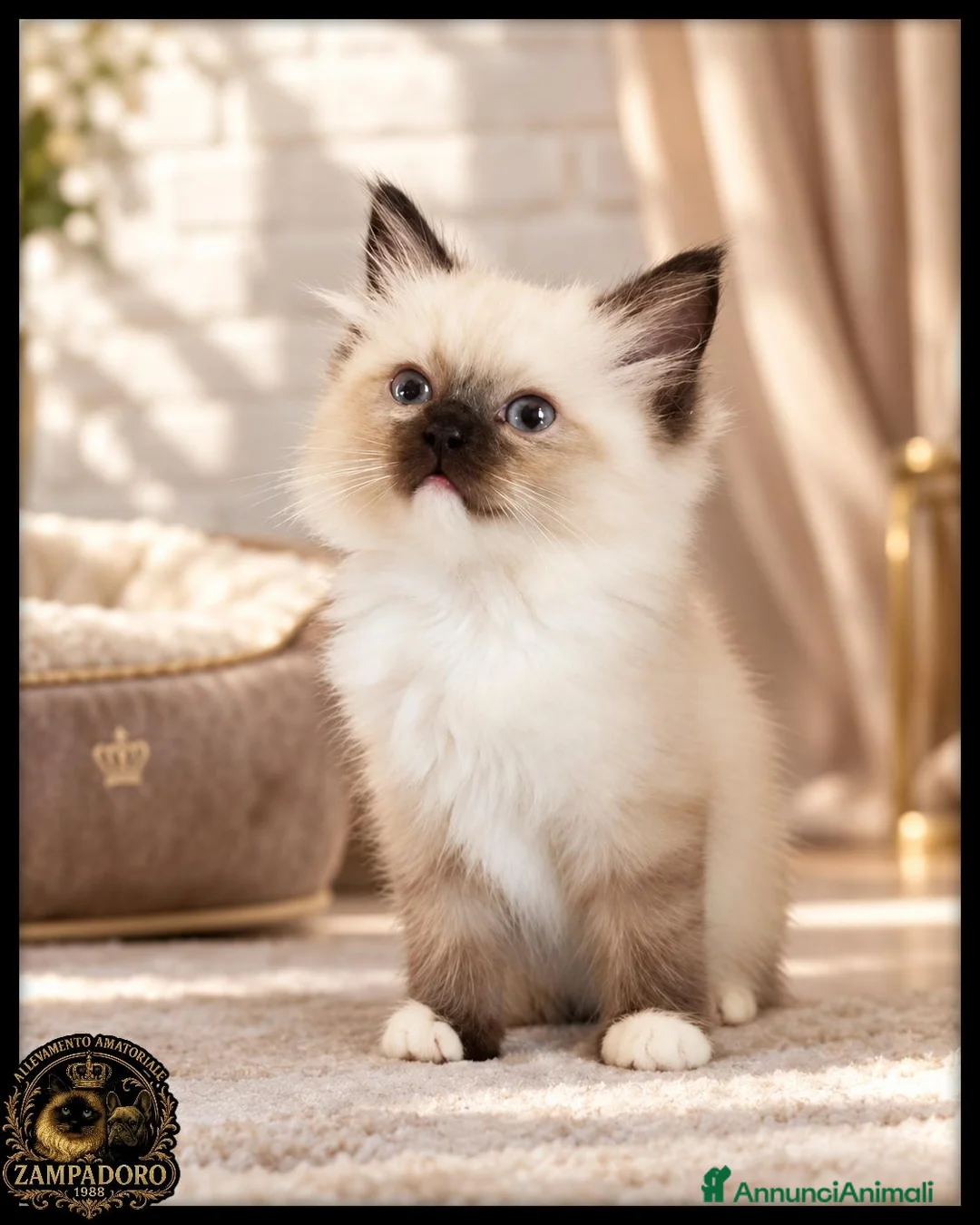 Ragdoll gatti in vendita: Ragdoll pedegree tica/fiat  a Provincia di Cremona - Annuncio 2