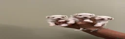 Maltese cani in vendita: Cuccioli di razza Maltese - Annuncio 6