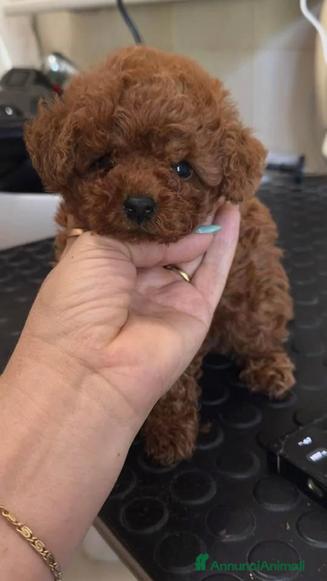 Barboncino Toy cani in vendita: Barboncini toy  a Provincia di Savona - Annuncio 2