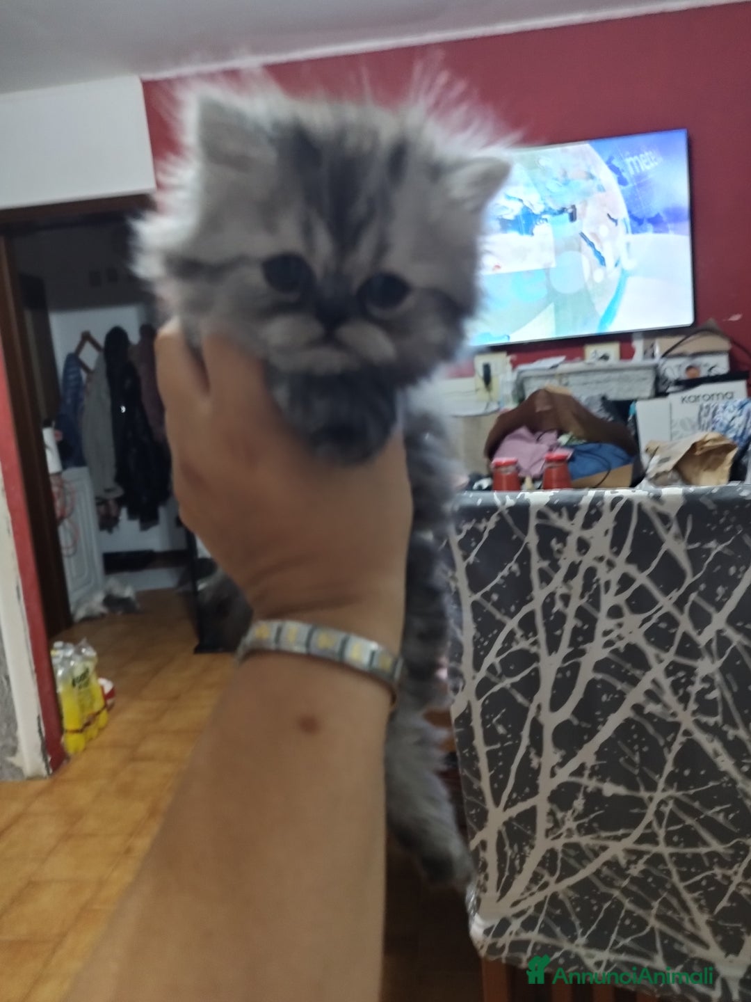 Persiano gatti in vendita: Cuccioli persiano silver schaded a Città Metropolitana di Bologna - Immagine 10
