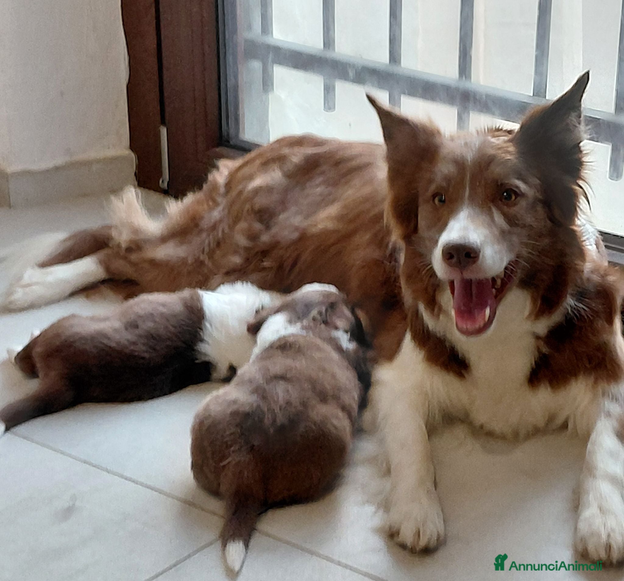 Border Collie cani   cuccioli di border collie red - Annuncio 4