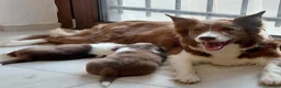 Border Collie cani in vendita:   cuccioli di border collie red - Annuncio 1