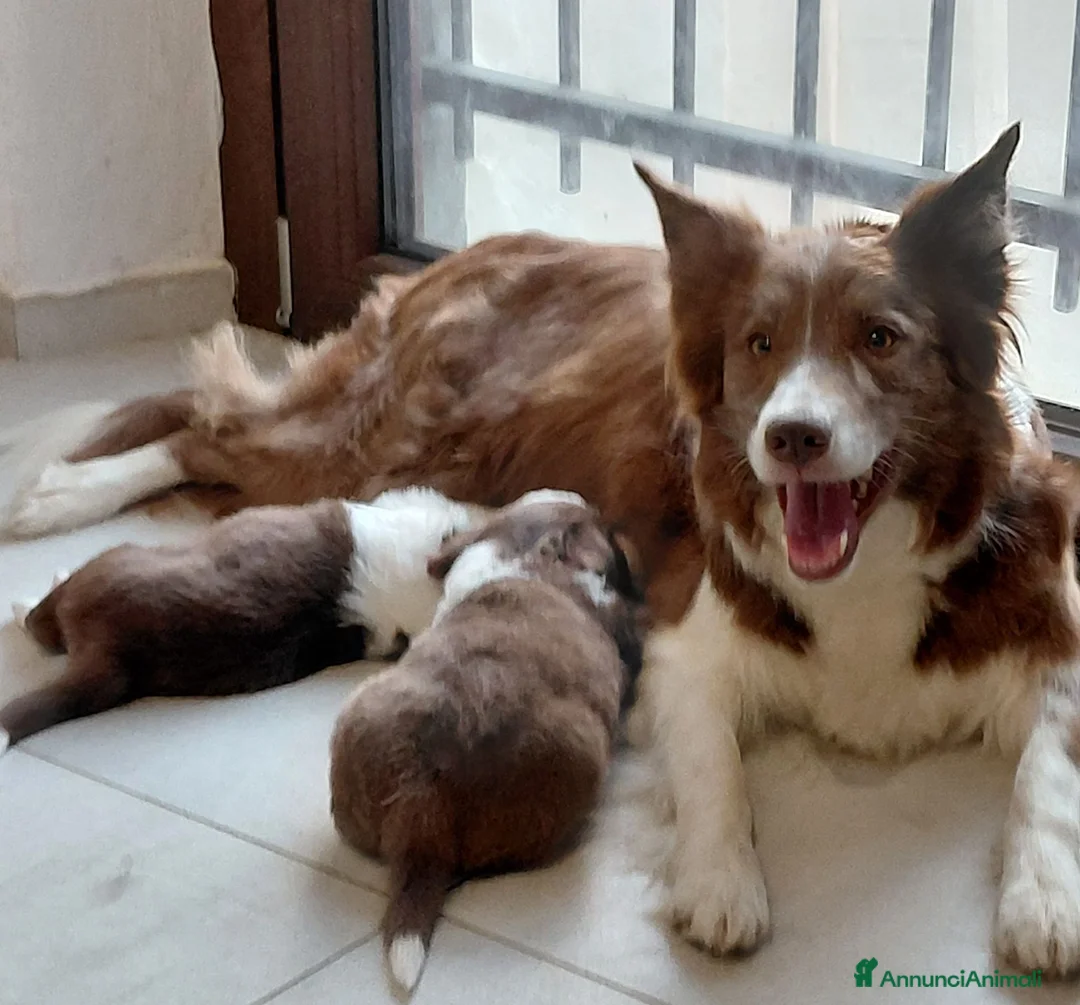 Border Collie cani in vendita:   cuccioli di border collie red - Annuncio 1
