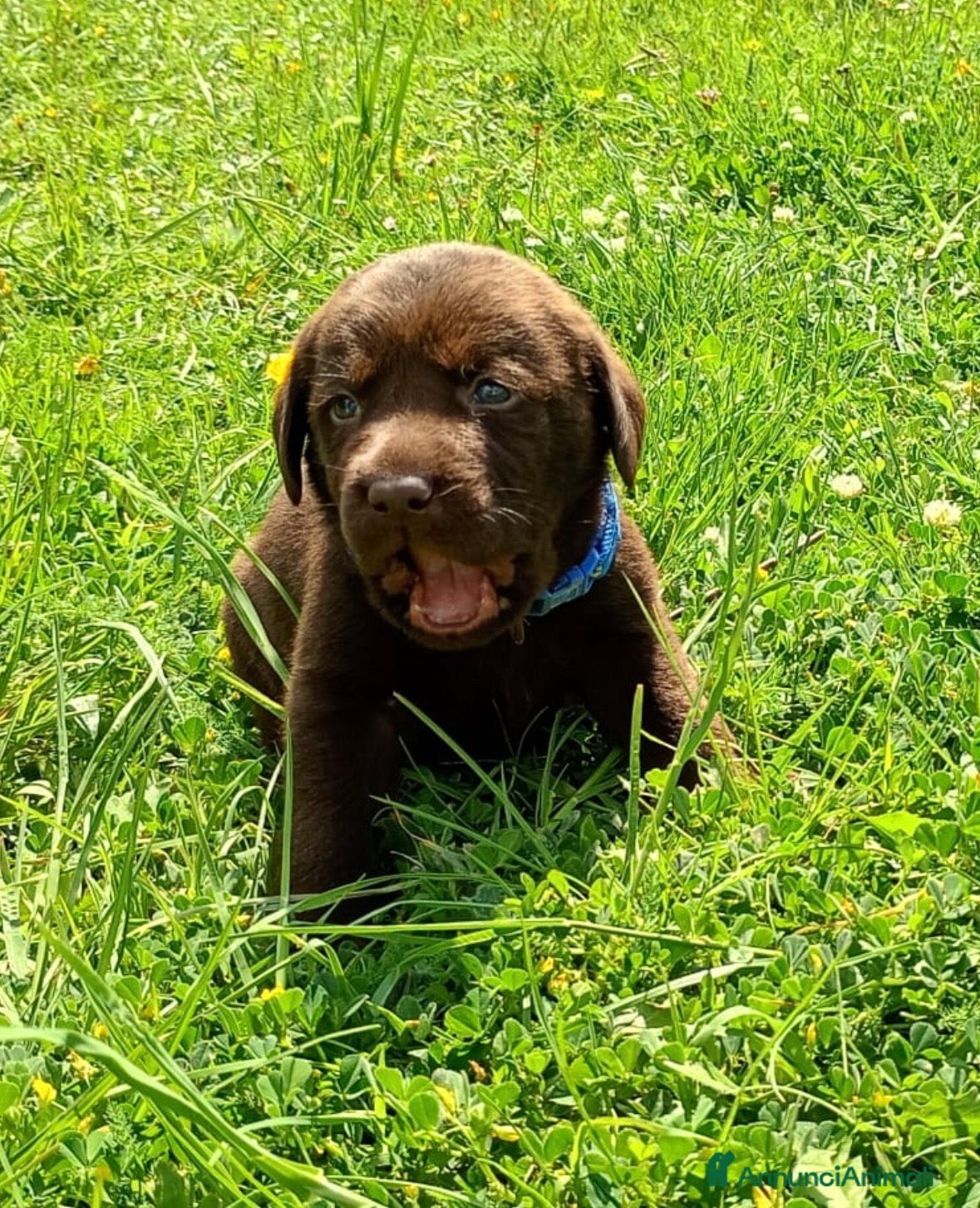 Labrador cani Cuccioli Labrador  - Annuncio 1
