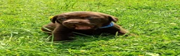 Labrador cani in vendita: Cuccioli Labrador  - Annuncio 1