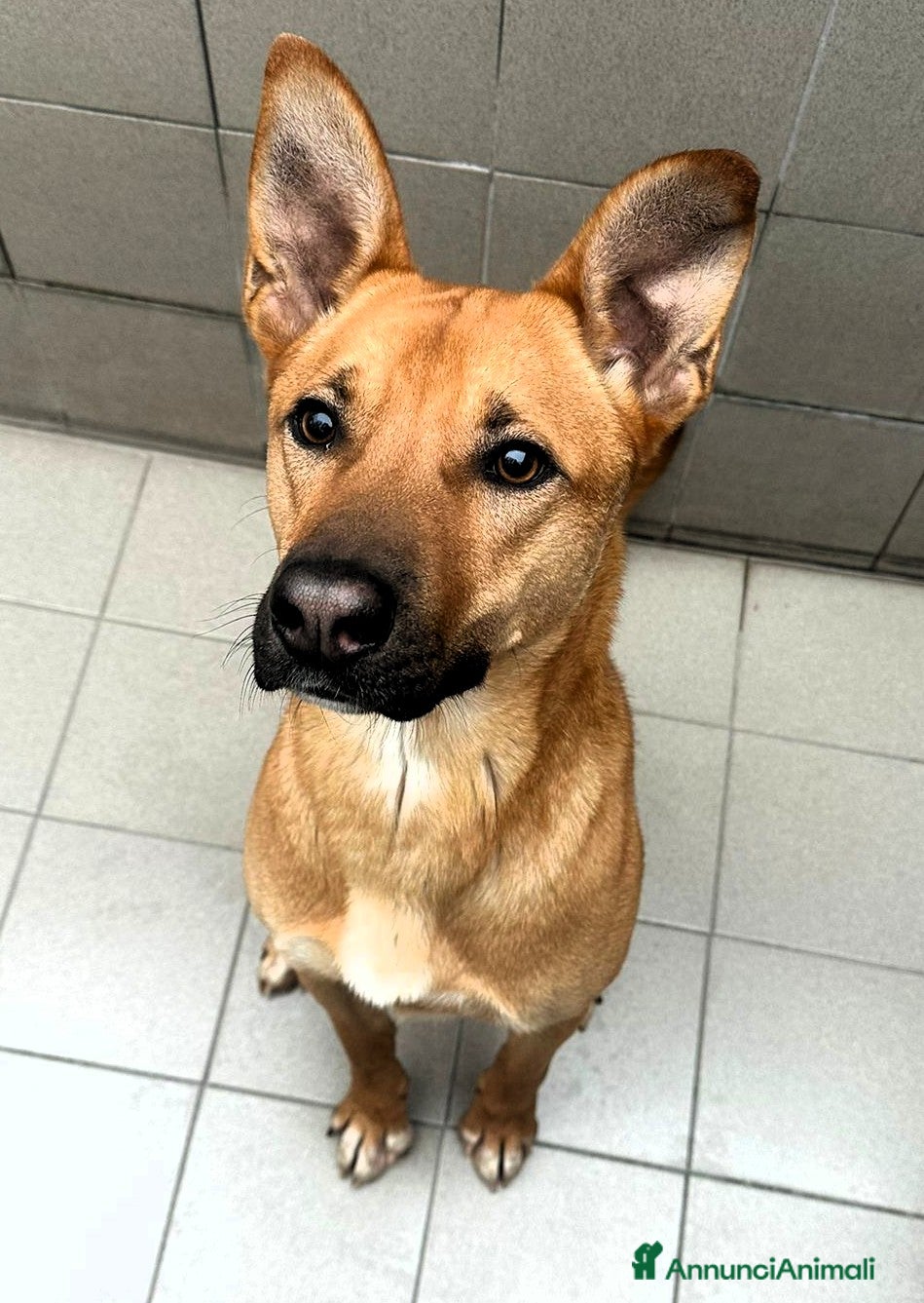 Meticcio cani SIMBA BELLISSIMO LUPETTO - Annuncio 6