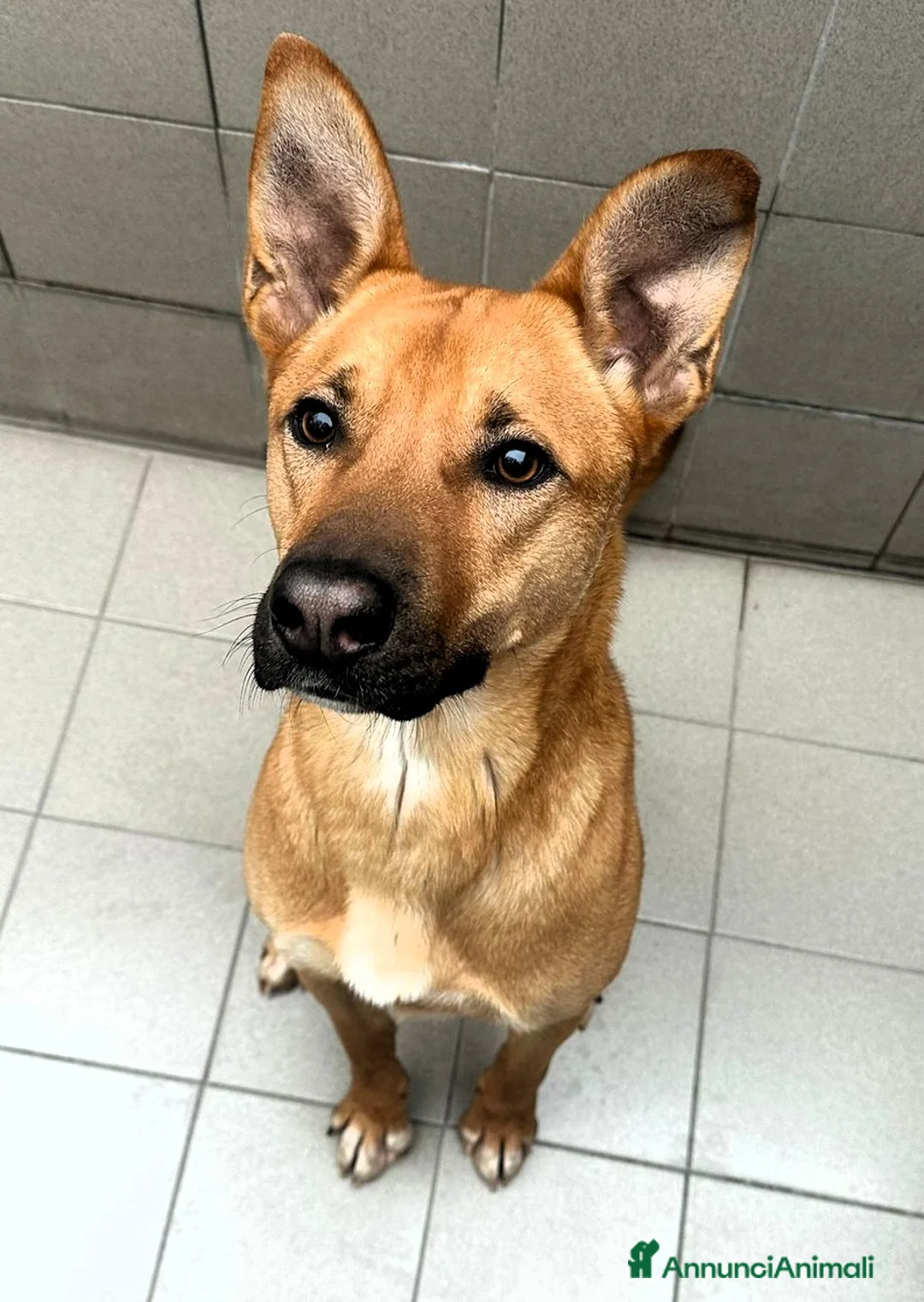 Meticcio cani in regalo: SIMBA BELLISSIMO LUPETTO - Annuncio 1