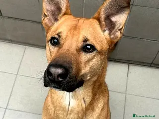 Meticcio cani SIMBA BELLISSIMO LUPETTO - Annuncio 6