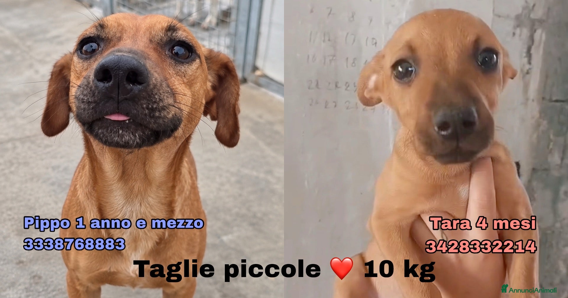 Meticcio cani Pippo e Tara taglie piccole cercano casa - Annuncio 1